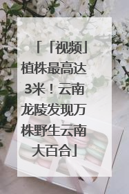 「视频」植株最高达3米！云南龙陵发现万株野生云南大百合