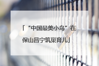 “中国最美小鸟”在保山昌宁筑巢育儿