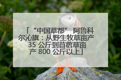 “中国草都” 阿鲁科尔沁旗：从野生牧草亩产 35 公斤到苜蓿草亩产 800 公斤以上