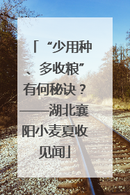 “少用种、多收粮”有何秘诀？——湖北襄阳小麦夏收见闻