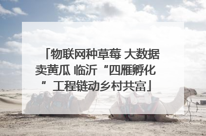 物联网种草莓 大数据卖黄瓜 临沂“四雁孵化”工程链动乡村共富