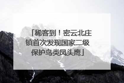 稀客到！密云北庄镇首次发现国家二级保护鸟类凤头鹰