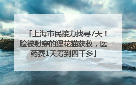 上海市民接力找寻7天！脸被射穿的狸花猫获救，医药费1天筹到四千多