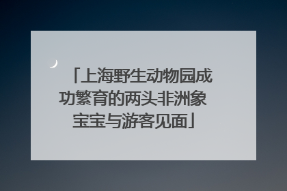 上海野生动物园成功繁育的两头非洲象宝宝与游客见面