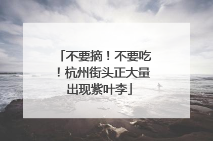 不要摘！不要吃！杭州街头正大量出现紫叶李