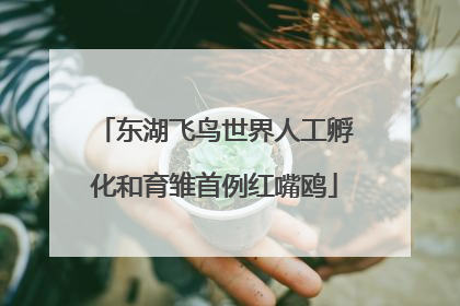 东湖飞鸟世界人工孵化和育雏首例红嘴鸥