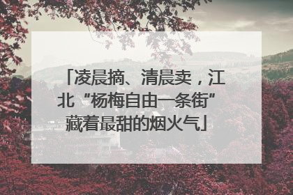 凌晨摘、清晨卖，江北“杨梅自由一条街”藏着最甜的烟火气