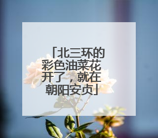北三环的彩色油菜花开了，就在朝阳安贞