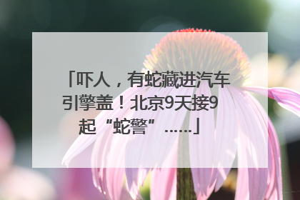 吓人，有蛇藏进汽车引擎盖！北京9天接9起“蛇警”……