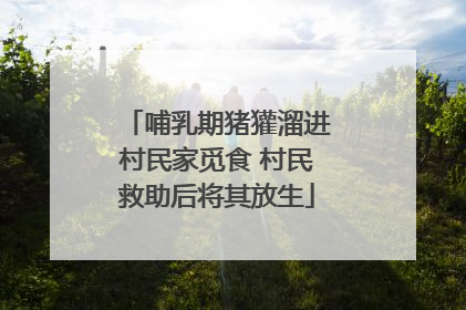 哺乳期猪獾溜进村民家觅食 村民救助后将其放生