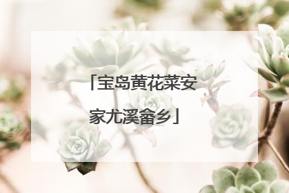 宝岛黄花菜安家尤溪畲乡