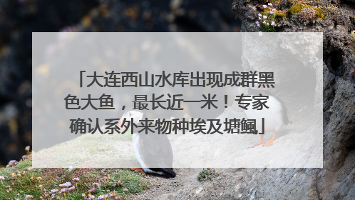 大连西山水库出现成群黑色大鱼，最长近一米！专家确认系外来物种埃及塘鲺