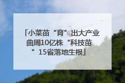 小菜苗“育”出大产业 曲周10亿株“科技苗”15省落地生根