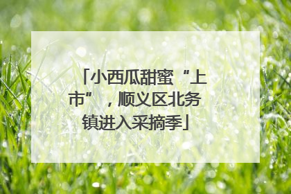 小西瓜甜蜜“上市”，顺义区北务镇进入采摘季