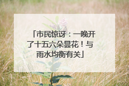 市民惊讶：一晚开了十五六朵昙花！与雨水均衡有关