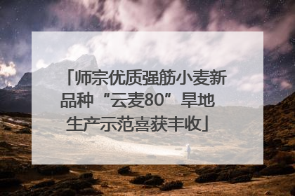 师宗优质强筋小麦新品种“云麦80”旱地生产示范喜获丰收