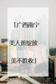 广西南宁美人蕉绽放美不胜收