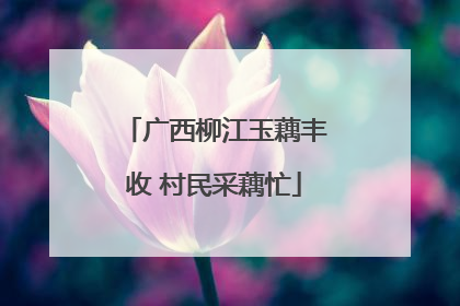 广西柳江玉藕丰收 村民采藕忙