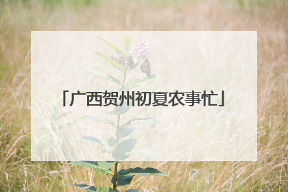 广西贺州初夏农事忙