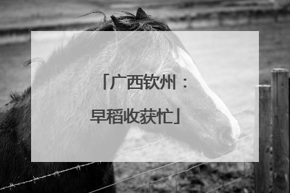 广西钦州：早稻收获忙