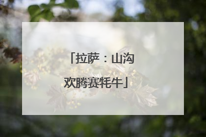 拉萨：山沟欢腾赛牦牛