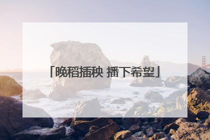 晚稻插秧 播下希望