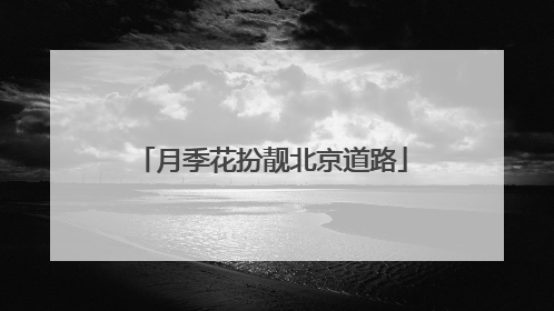月季花扮靓北京道路