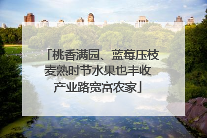 桃香满园、蓝莓压枝 麦熟时节水果也丰收 产业路宽富农家