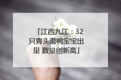 江西九江：32只青头潜鸭宝宝出巢 数量创新高