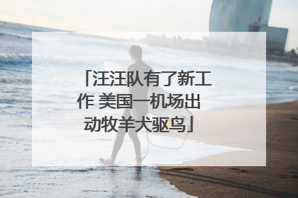 汪汪队有了新工作 美国一机场出动牧羊犬驱鸟