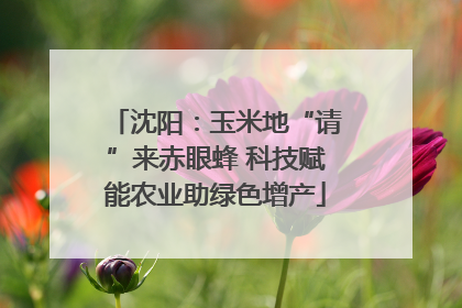 沈阳：玉米地“请”来赤眼蜂 科技赋能农业助绿色增产