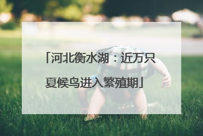 河北衡水湖：近万只夏候鸟进入繁殖期
