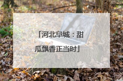 河北阜城：甜瓜飘香正当时