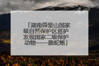 湖南舜皇山国家级自然保护区巡护发现国家二级保护动物——脆蛇蜥