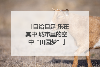 自给自足 乐在其中 城市里的空中“田园梦”