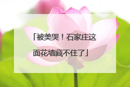 被美哭！石家庄这面花墙藏不住了