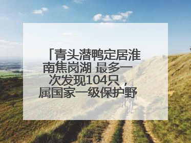 青头潜鸭定居淮南焦岗湖 最多一次发现104只，属国家一级保护野生动物