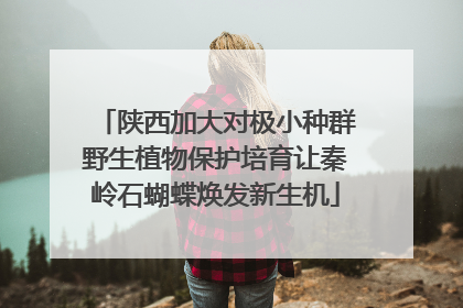 陕西加大对极小种群野生植物保护培育让秦岭石蝴蝶焕发新生机