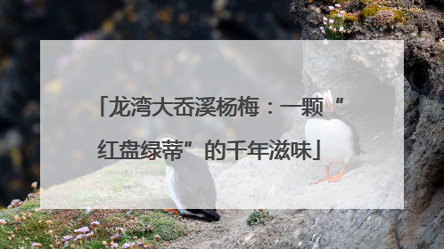 龙湾大岙溪杨梅：一颗“红盘绿蒂”的千年滋味