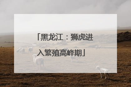 黑龙江：狮虎进入繁殖高峰期