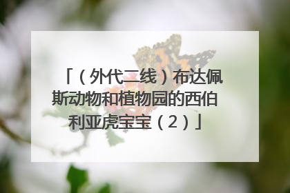 （外代二线）布达佩斯动物和植物园的西伯利亚虎宝宝（2）