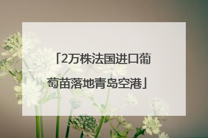 2万株法国进口葡萄苗落地青岛空港